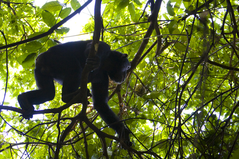 Chimpanzee Climbing Tree